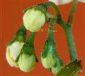  Calyx